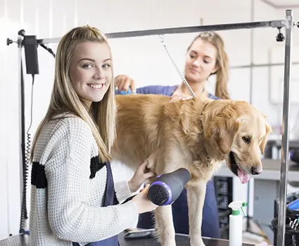 Dog groomer (qualified)